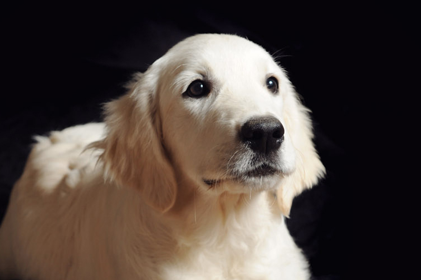 golden retriever @ 4 months