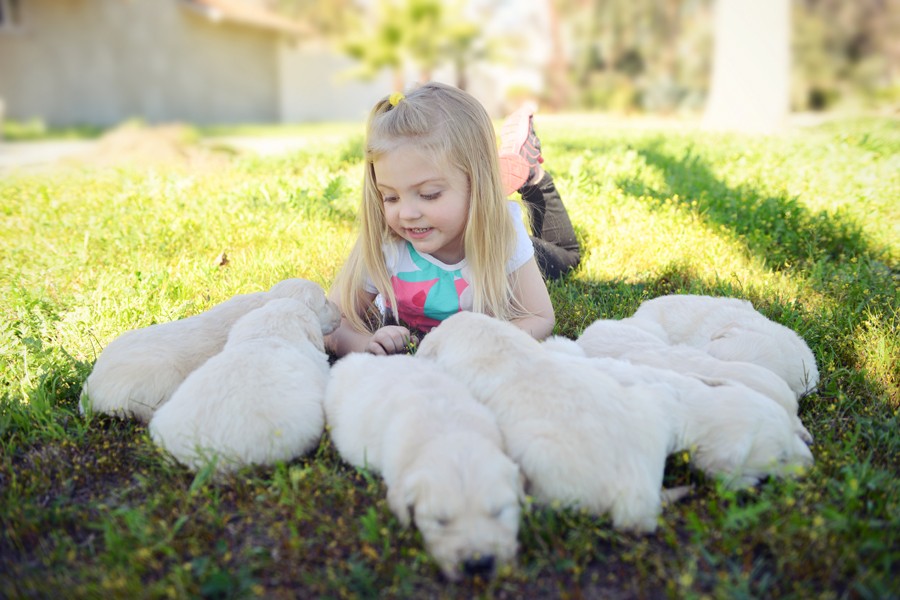 Johanna with Golden Retriever Puppies