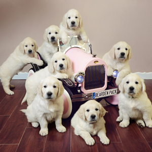 English Cream Puppies