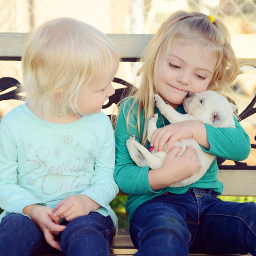 About english golden retriever breeders southern California