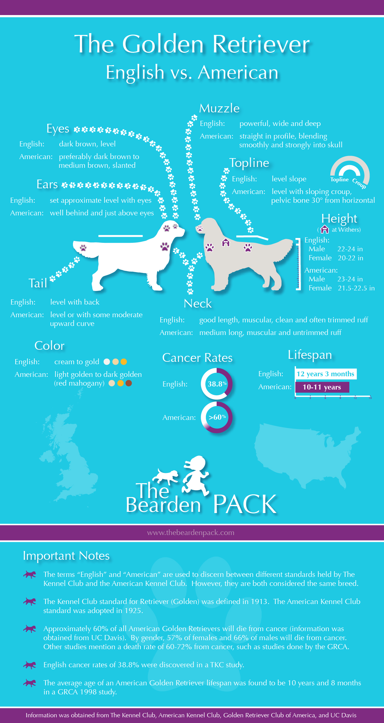 Information about golden retrievers sales