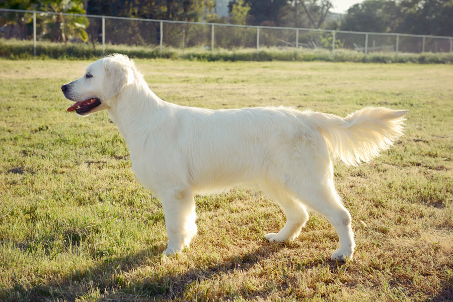 Bulgarian English Golden Retriever Champion Tina