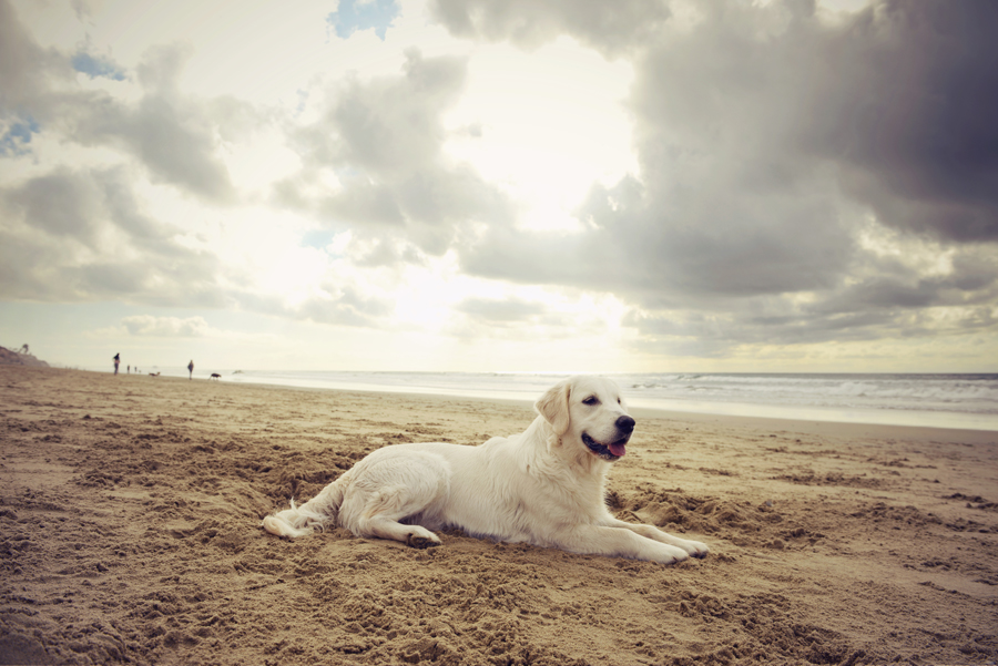 huntington dog beach 