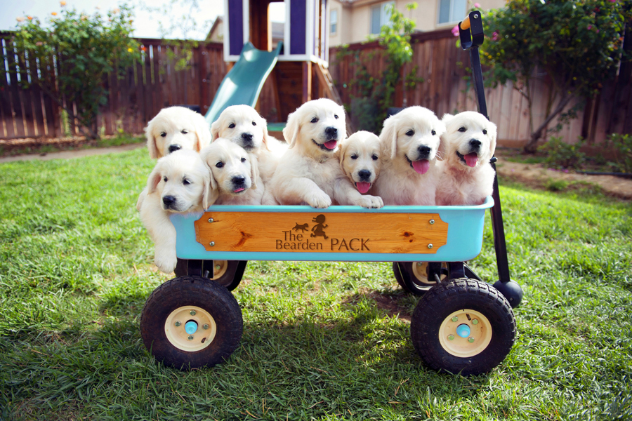 Average Golden Retriever Litter Size