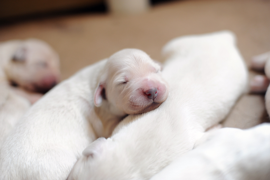 sleeping golden retriever puppy