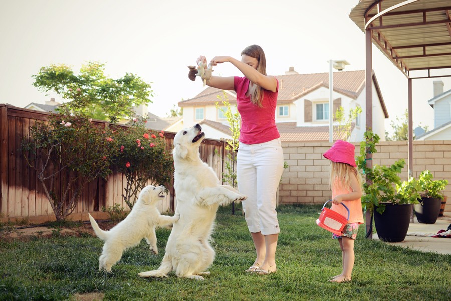 English Golden Jumping for toy