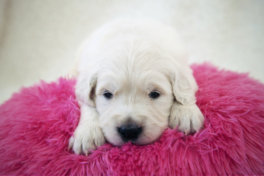 3 week old sales golden retriever puppies