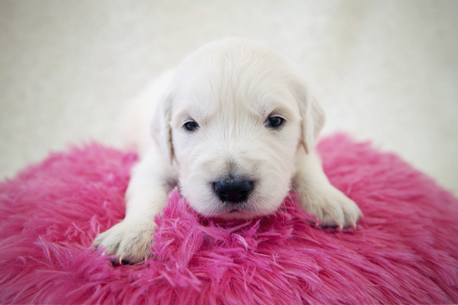 3 week old sales golden retriever puppies