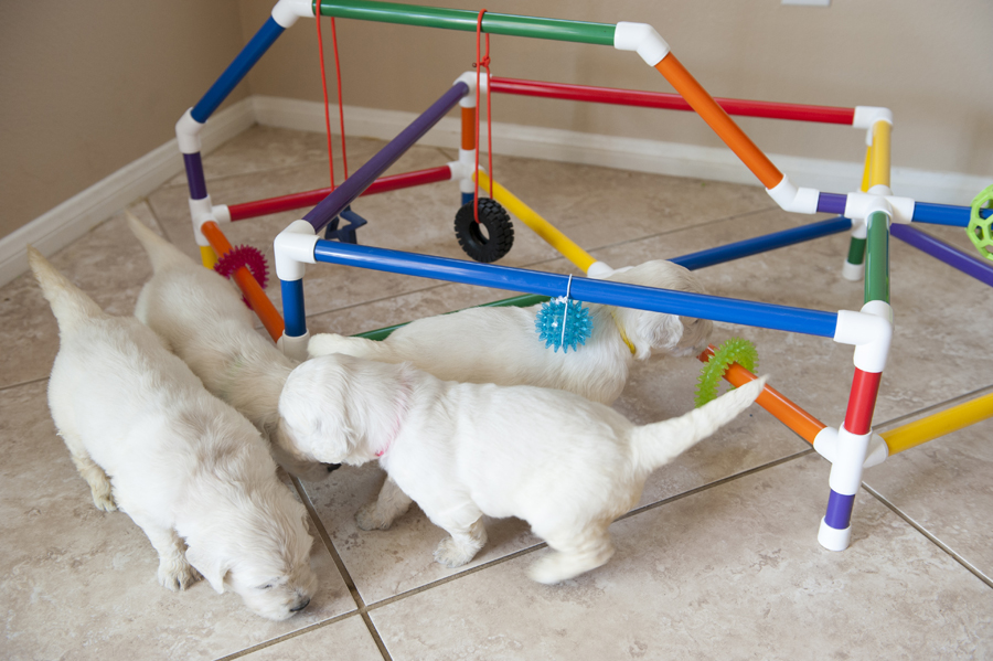 Puppy Play Gym -   Puppy play, Foster puppies, Puppies