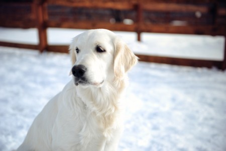 Golden Retriever