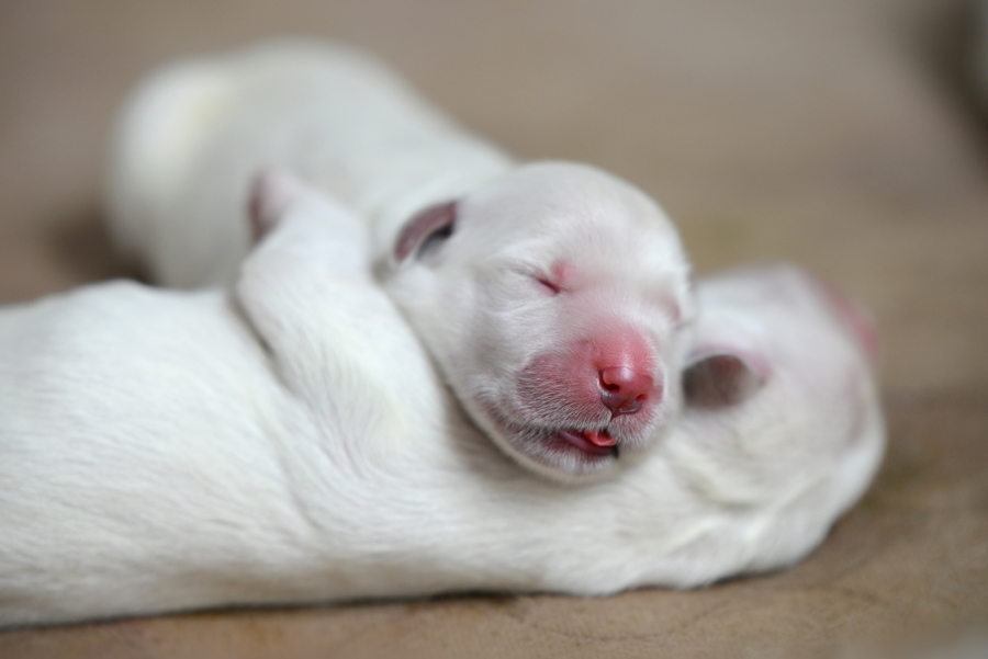 1 day shop old puppy