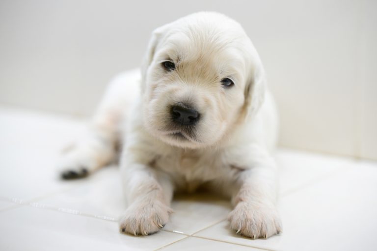 What Is The Average Size Of A Golden Retriever The Bearden Pack The 