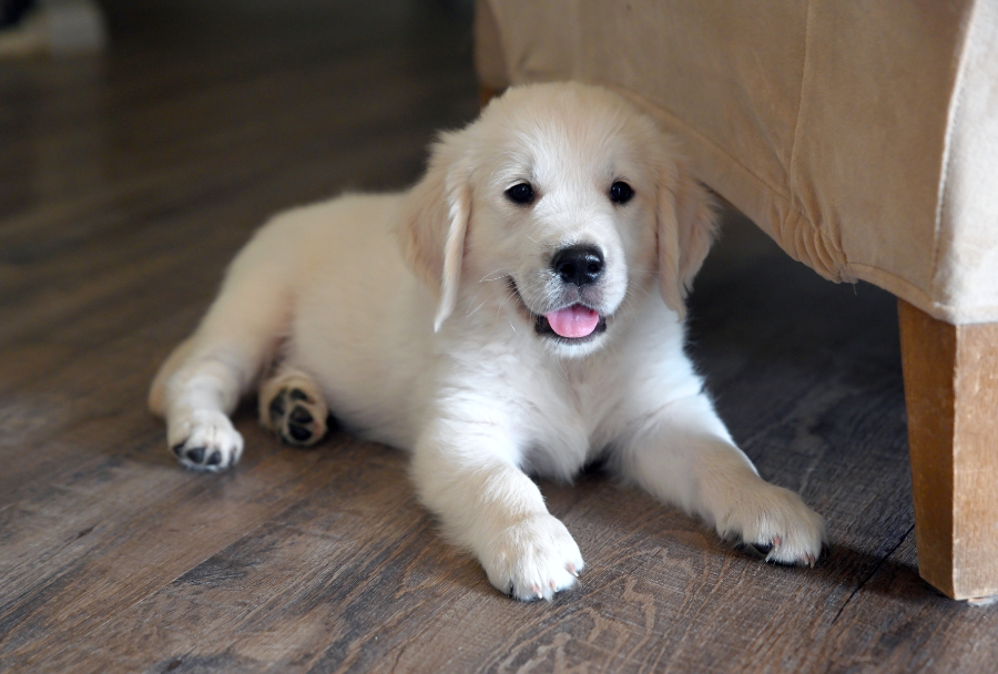 Golden Retriever Rescue Puppy